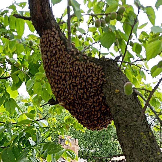 蜂狂《土蜂情》🐝🐝🐝