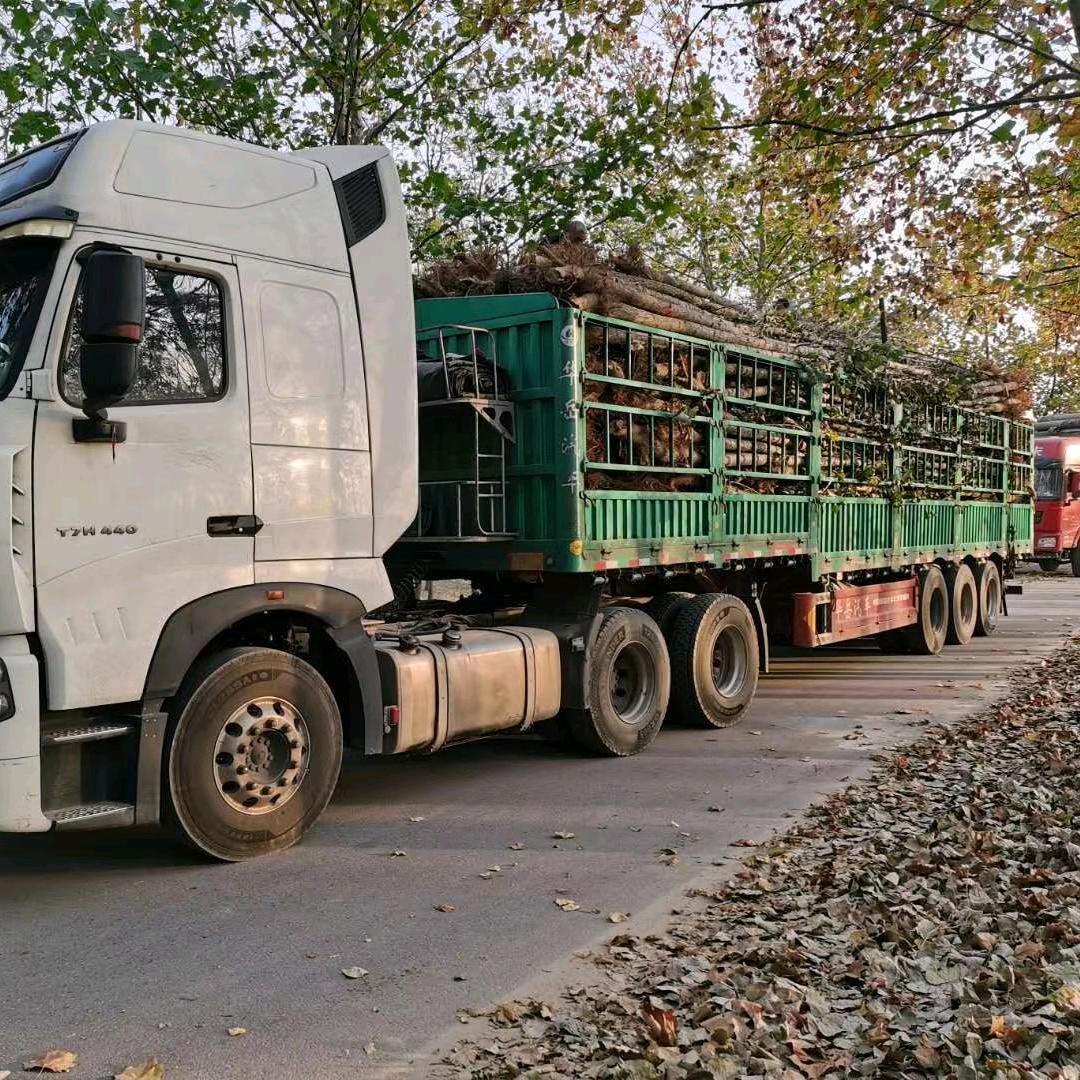 江苏南林无絮杨种植场