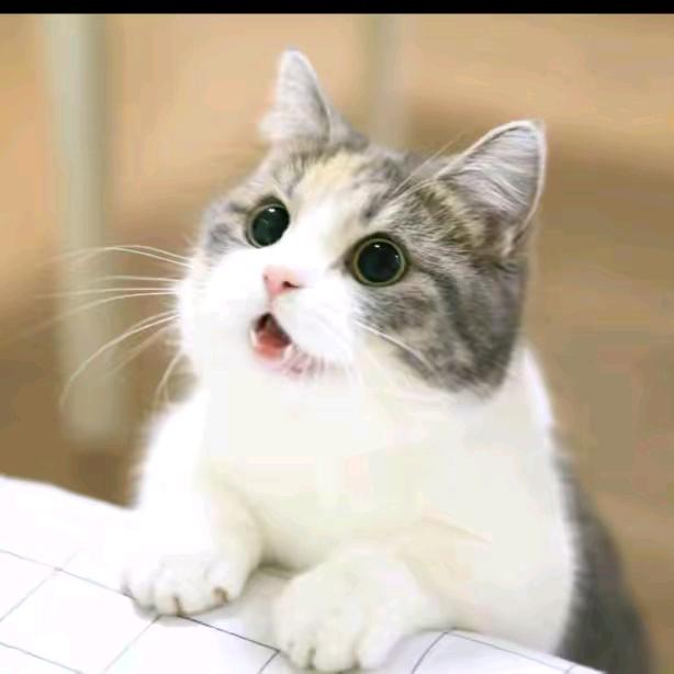 ͏͏͏͏͏       💩