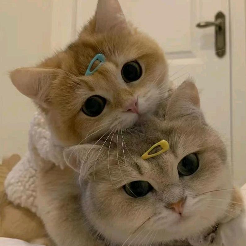 暮羽宠物严选店