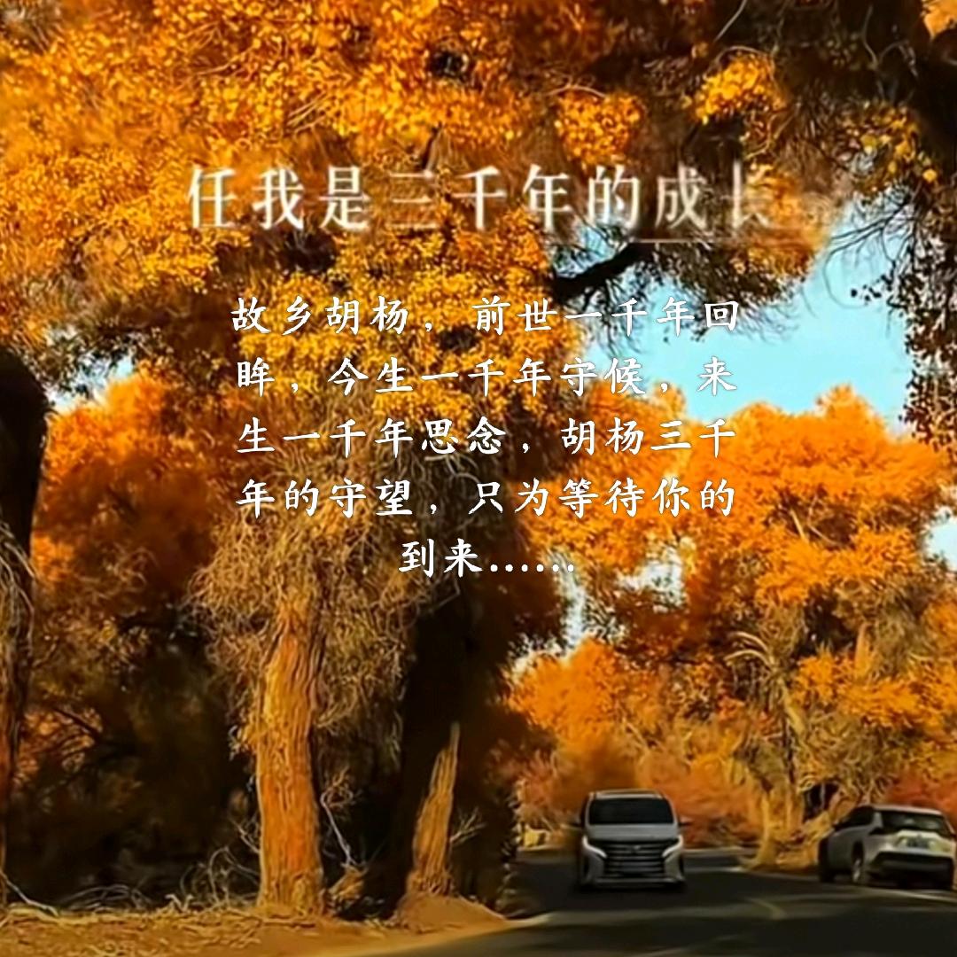 故鄉胡楊