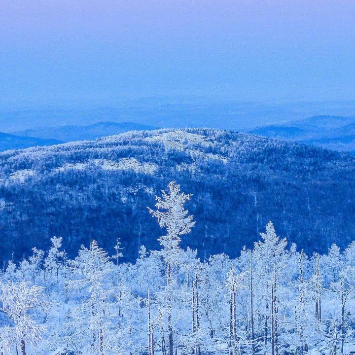 只剩一条命的猫