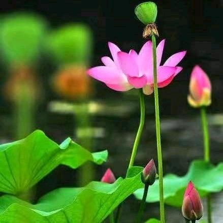 星子月子阳子～～