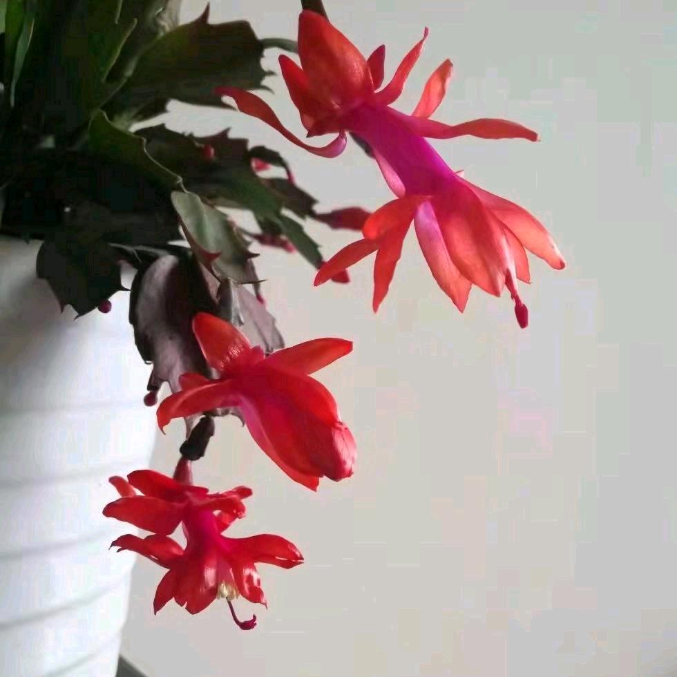 灵芝姐（手机摄影）
