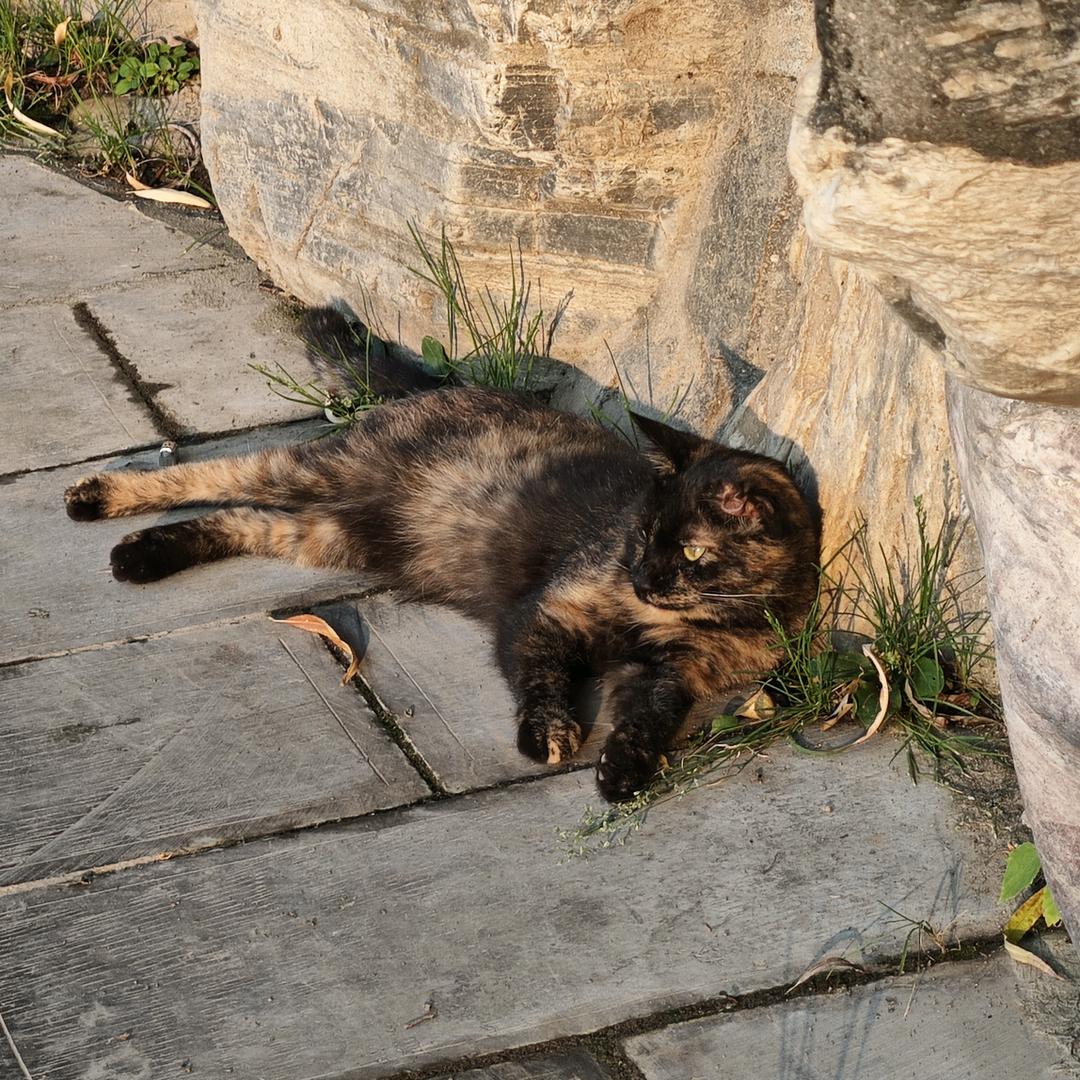 爱偷懒的猫