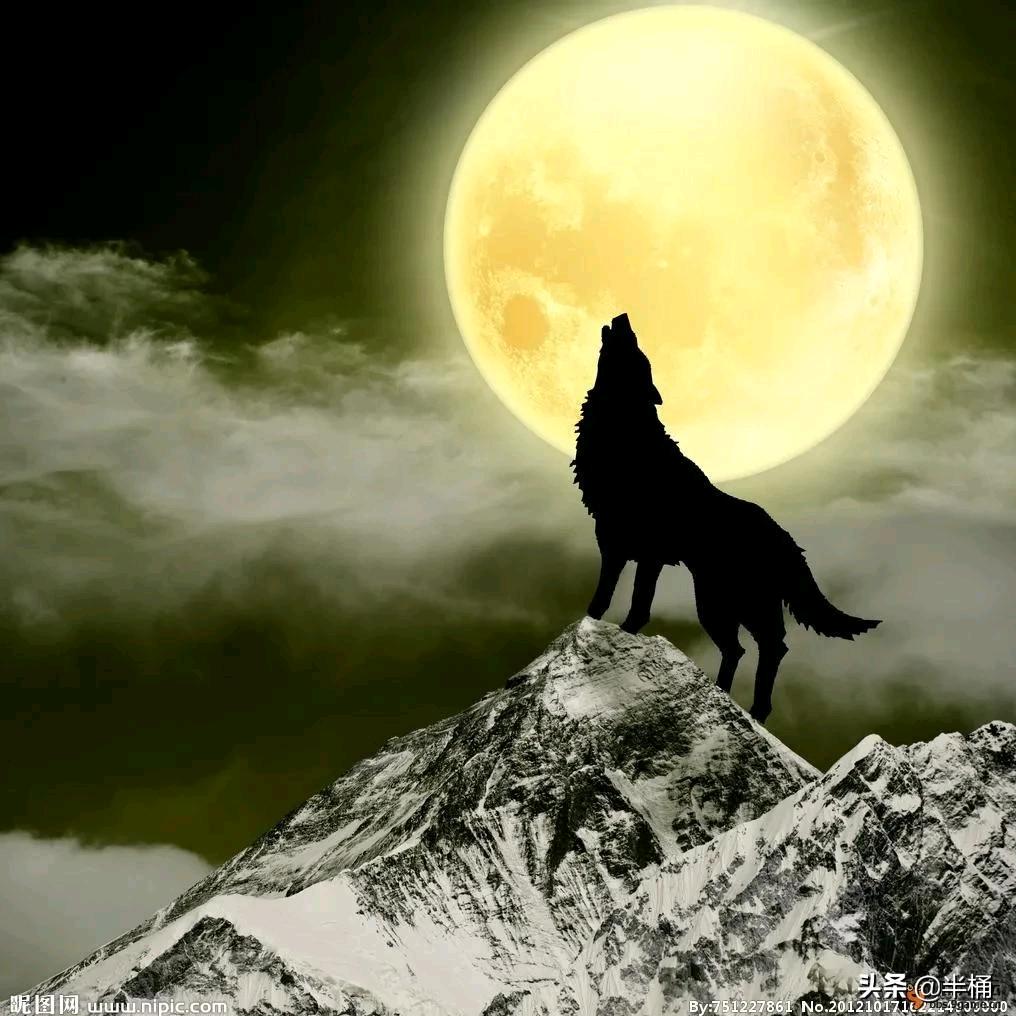 情殇报不了医賲