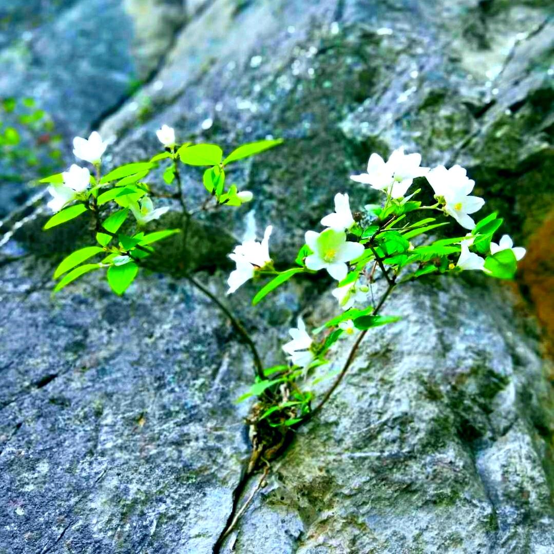 @微雨花间