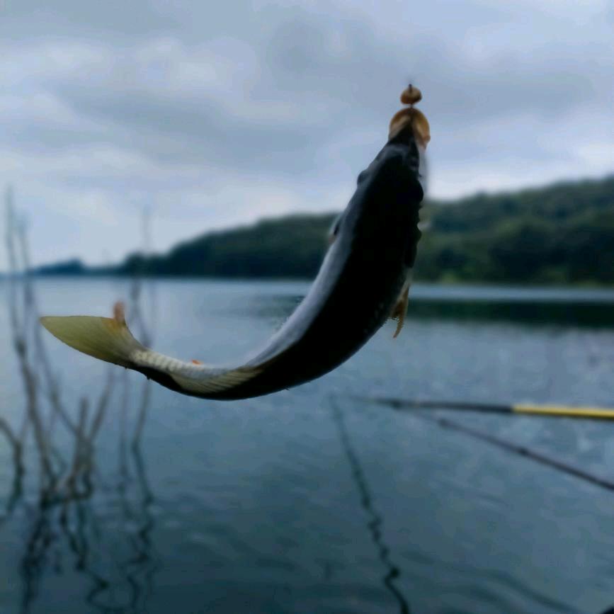 🐟🐟钓鱼王🐟🐟