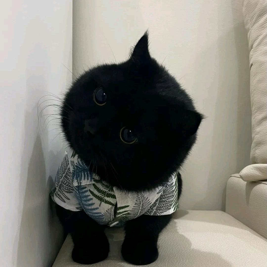 一只没懒命哒🐱