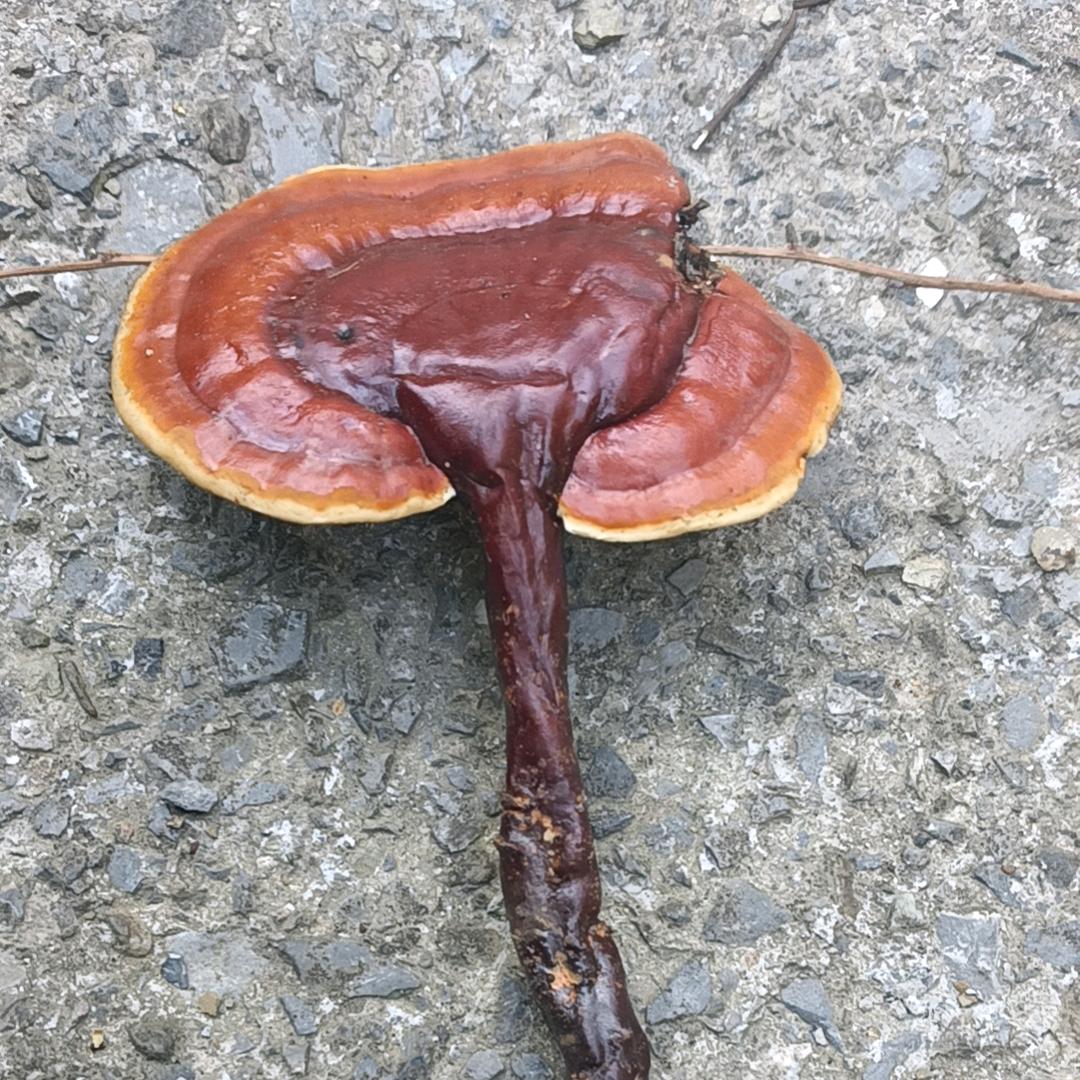 单身哥