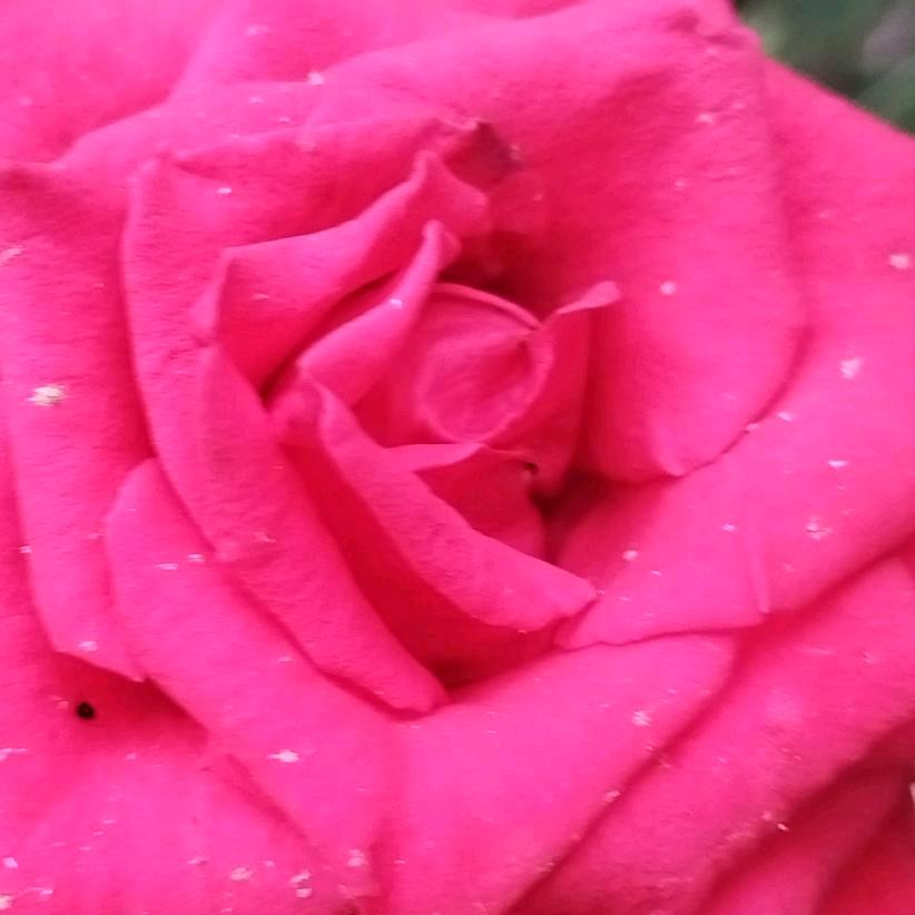 ❤️周🍒利🍑琼🍓