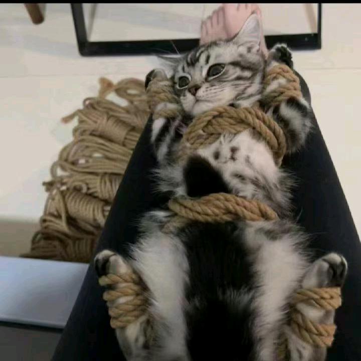 那一只盐白野兽ᝰ