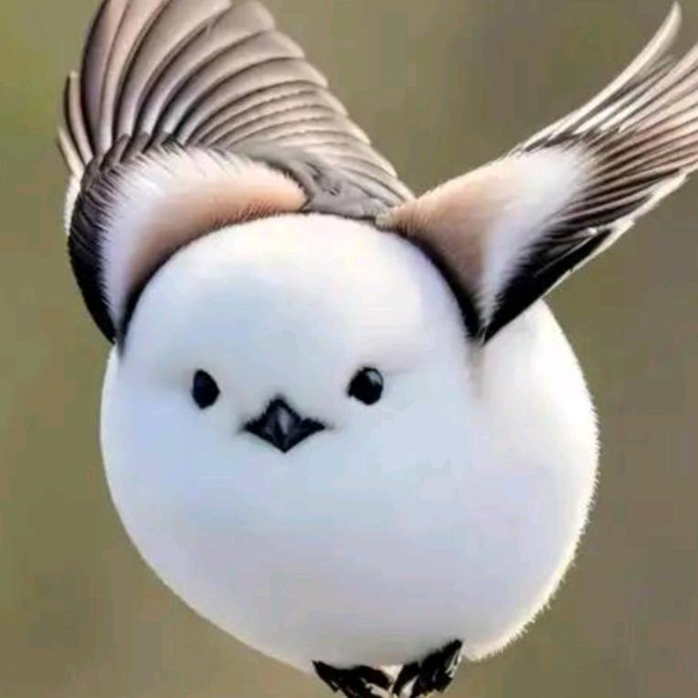 @牟维松