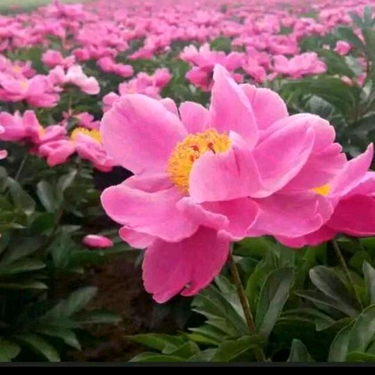 芳草
