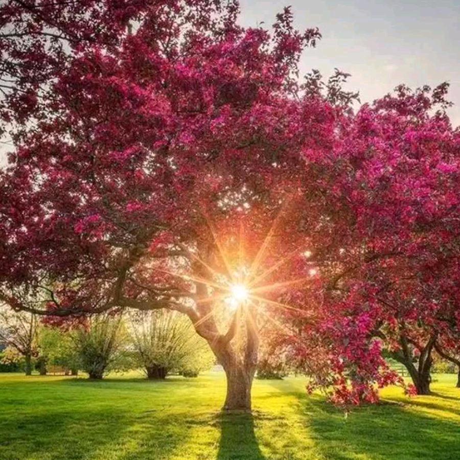 带刺的玫瑰🌹🌹🌹拒绝私聊🍀🍀