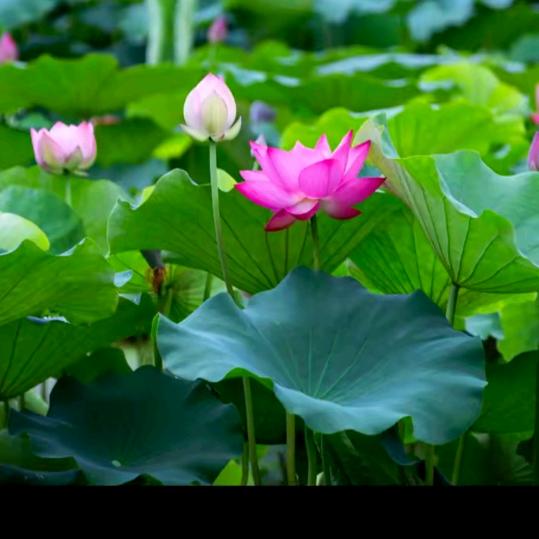 এ᭄໑多财多亿ღ᭄🌻