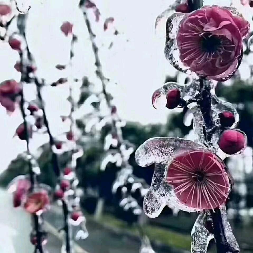 梨花带雨