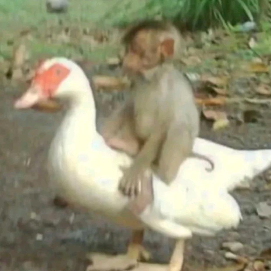 爱玩魏玲莹的吗喽