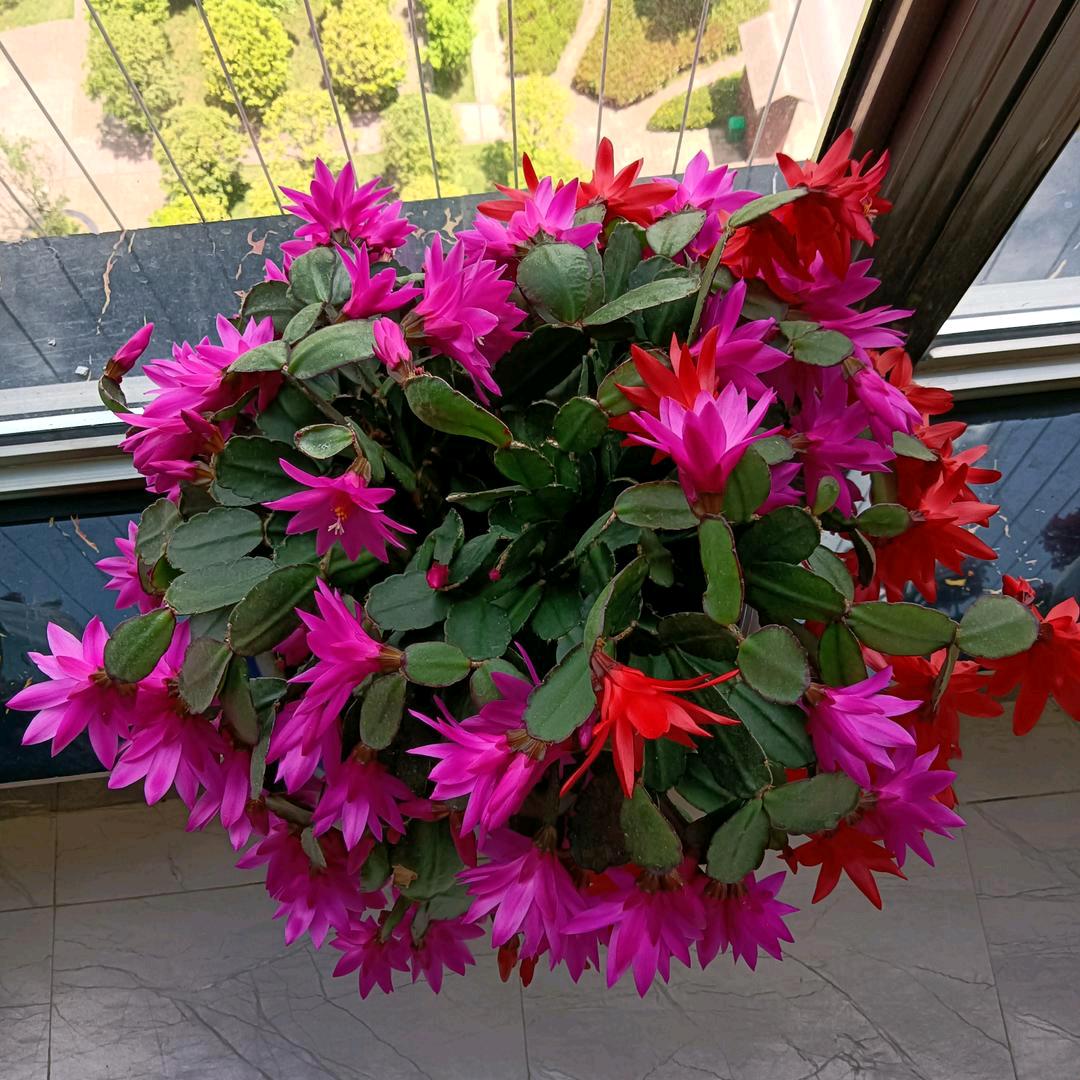 阿蓉🌹🌹🌹🌹