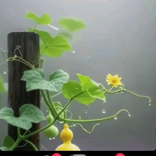 叶