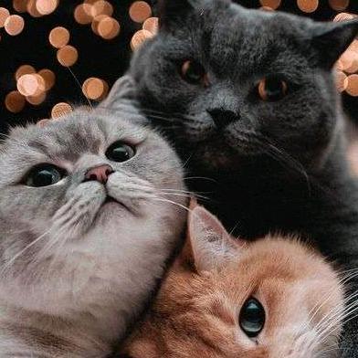 爱宠优选宠物用品店