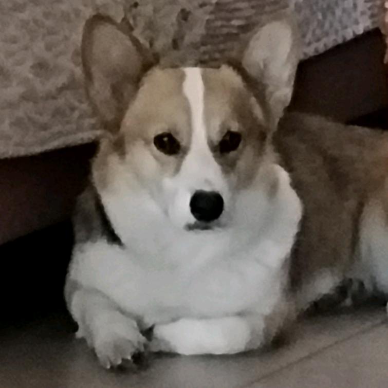 一只幸运猫
