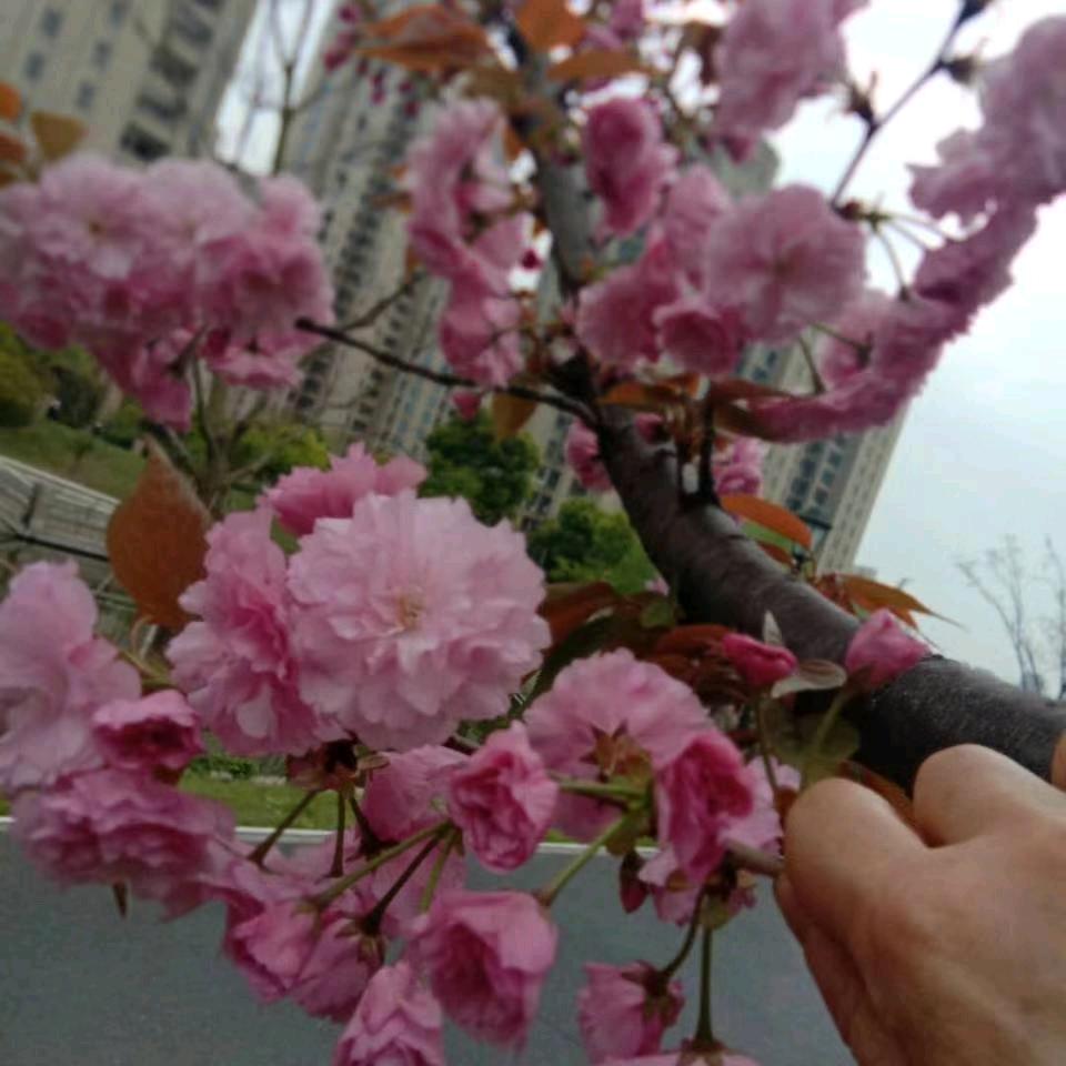 开心大姐