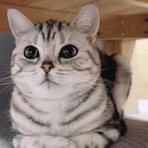 小优严选