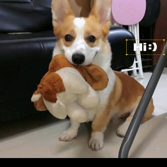 微笑刺客