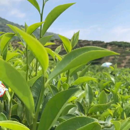 安吉白茶梅溪茶场