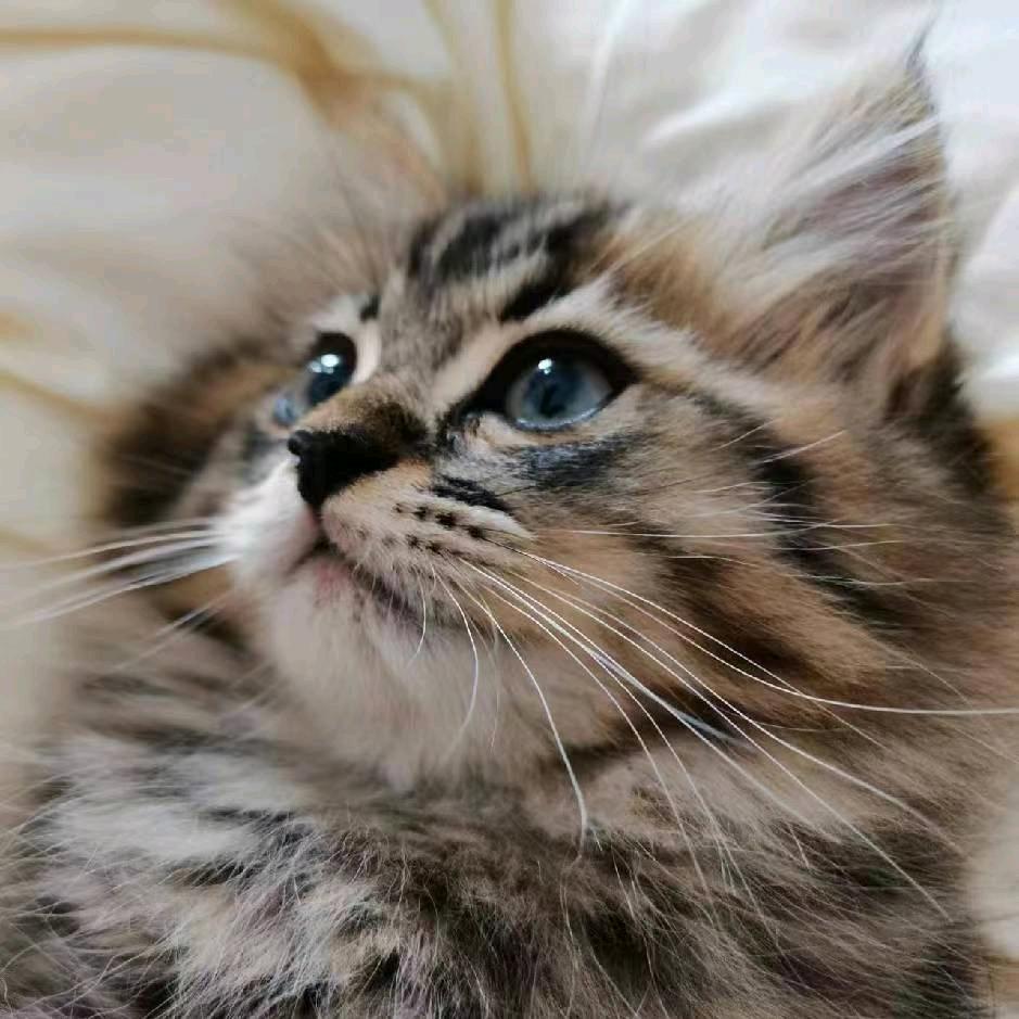 家有猫猫·撸猫·猫咖·洗护官方号