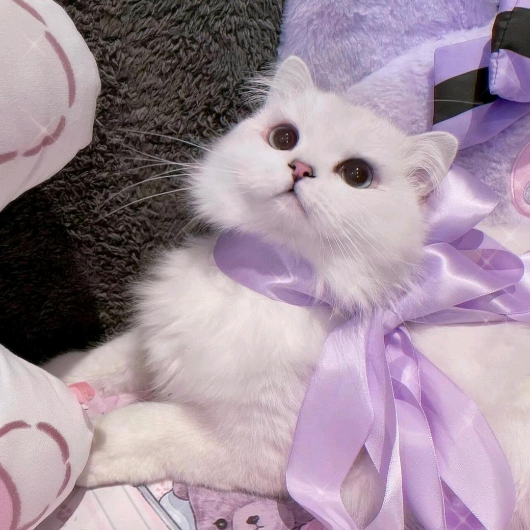 铃儿响叮当😽