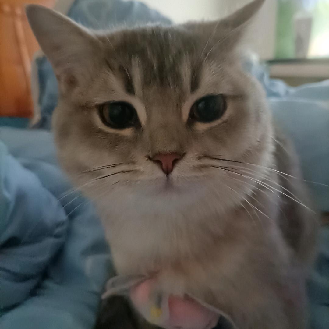 苏玉