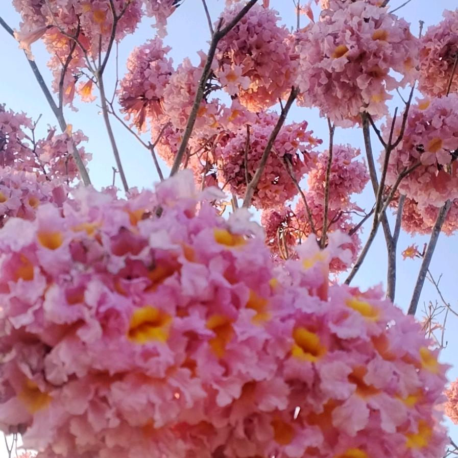 带刺的玫瑰🌹🌹🌹玫瑰