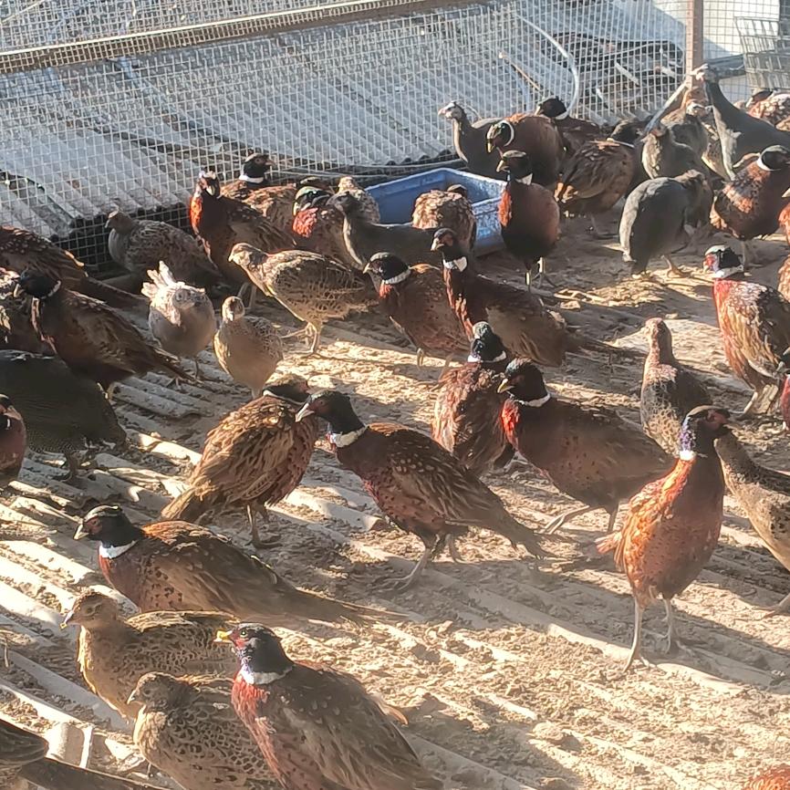 吉林市昌邑区左家老杨肉铺