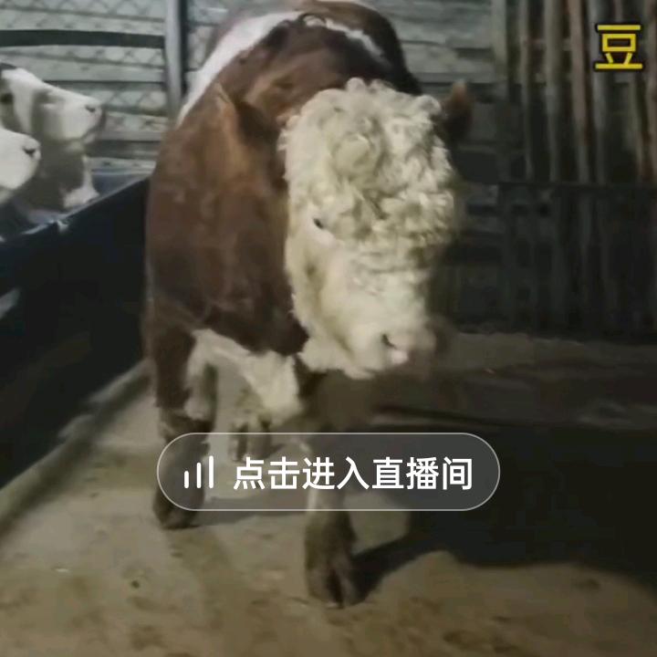 建普牛羊鲜肉超市