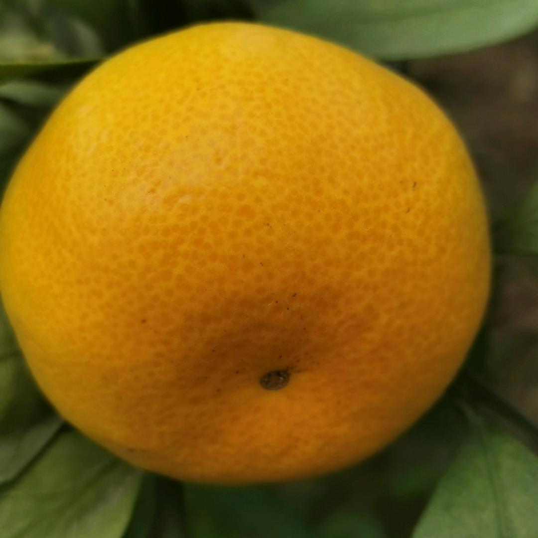 欣368
