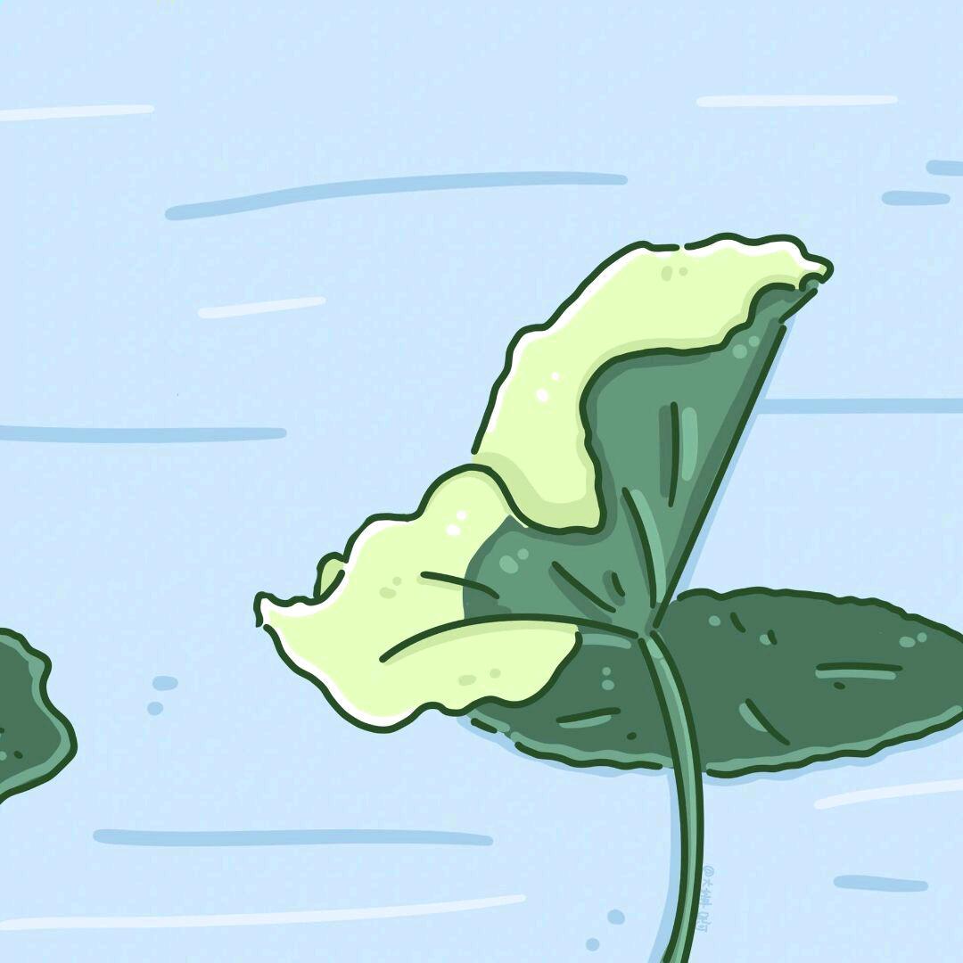 花不开富也贵￥