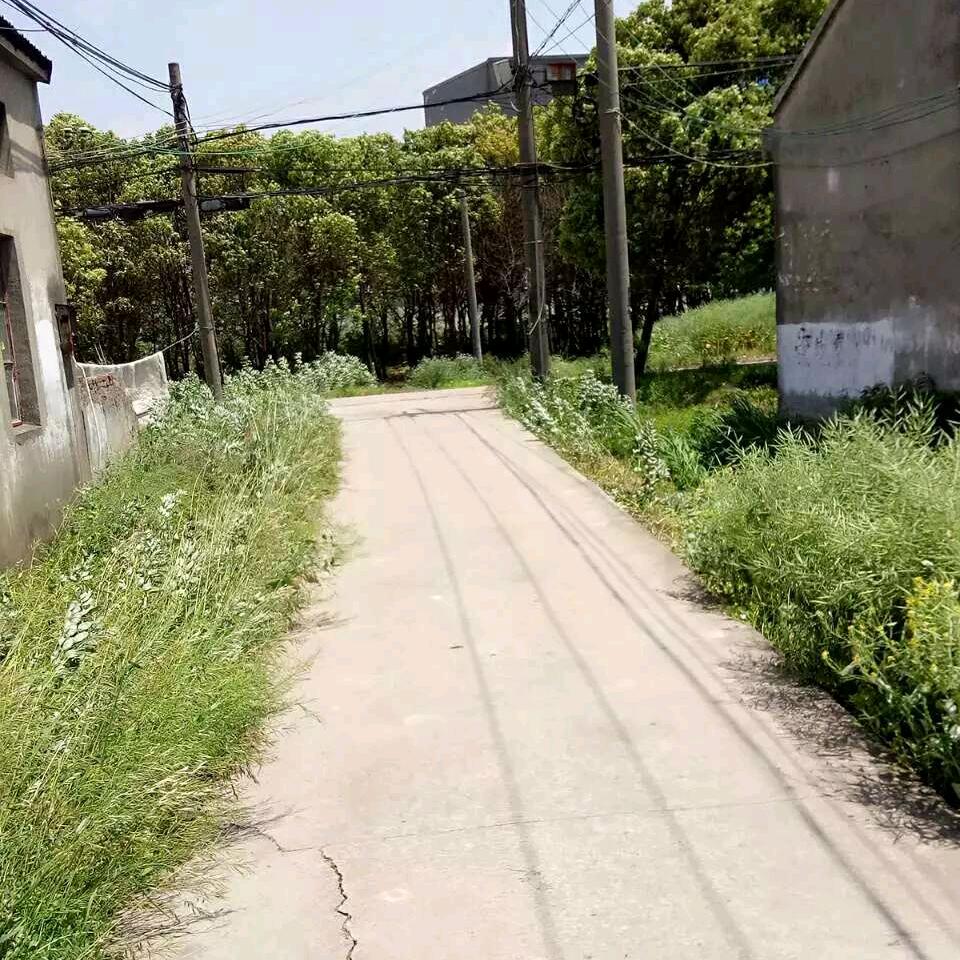 朵朵
