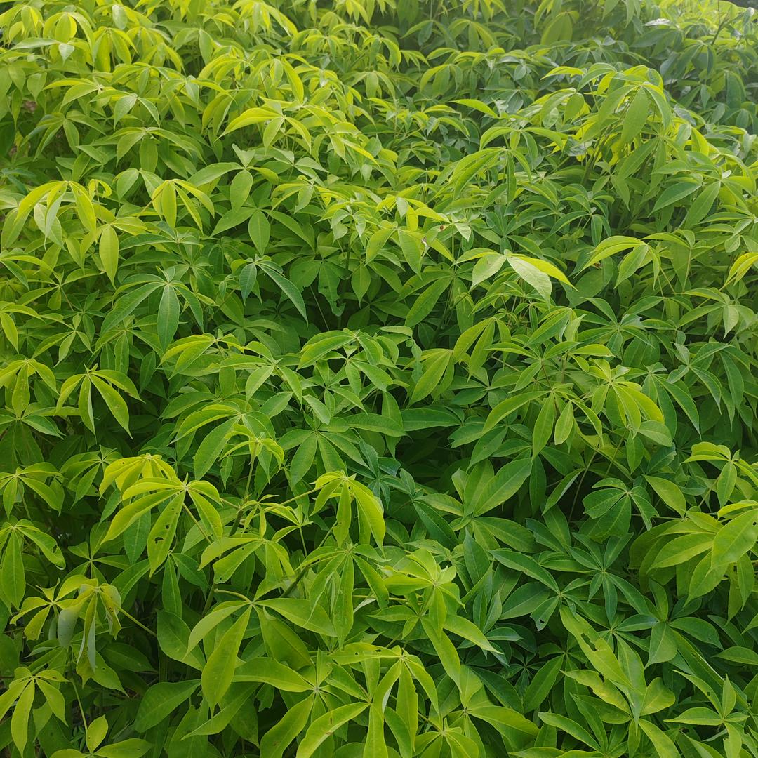 金豪园林绿化造林苗场