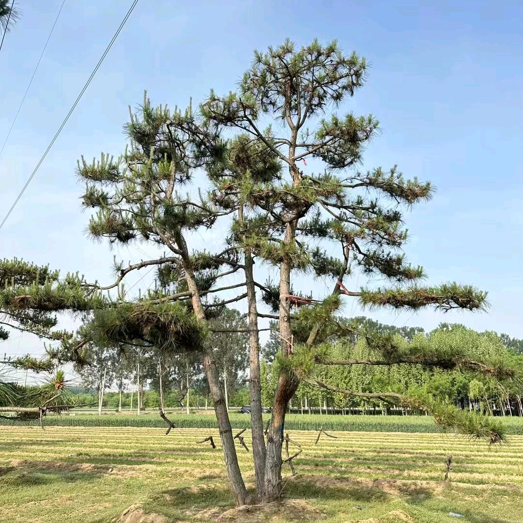 绿化树，工程树，占地树