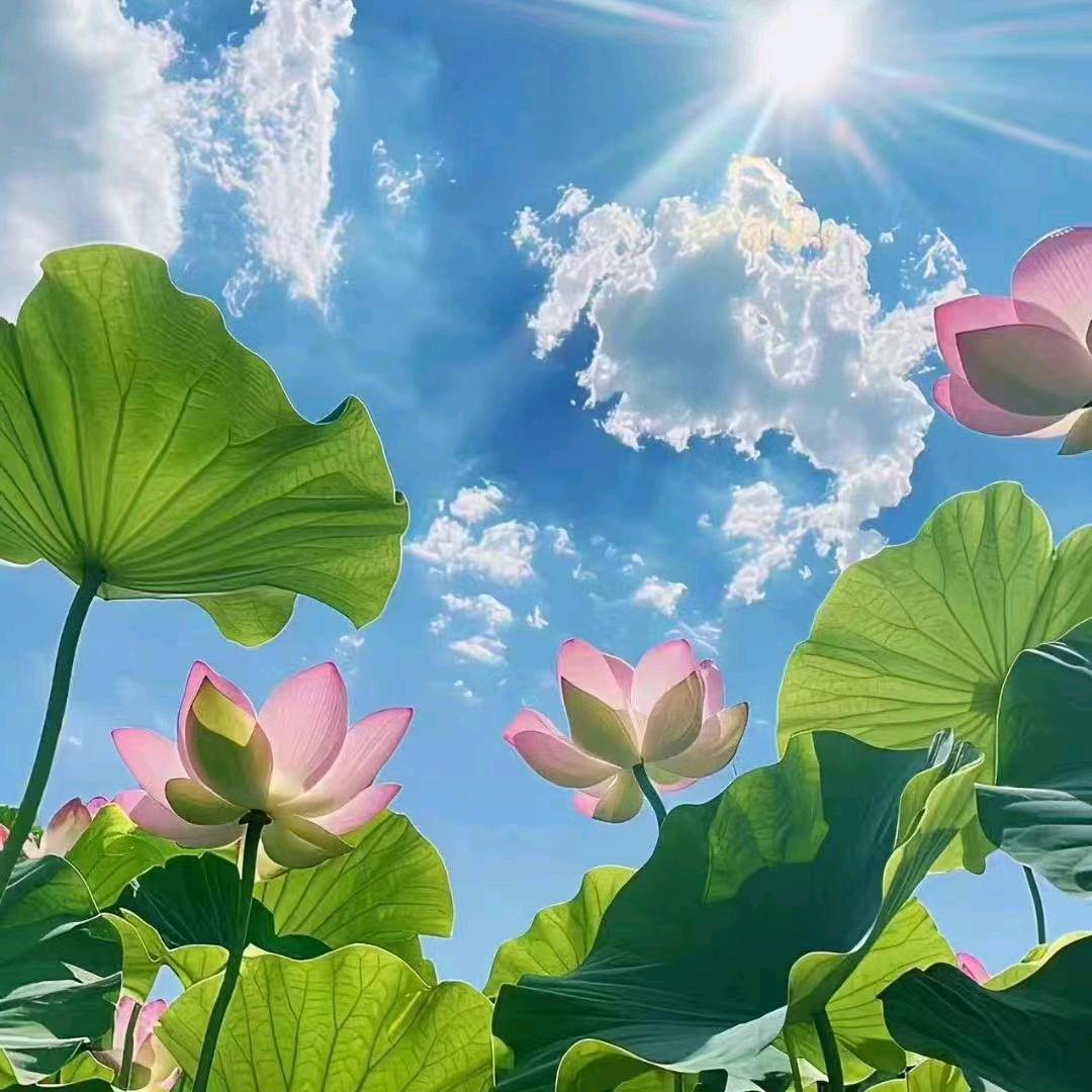 糊涂（慧凡）