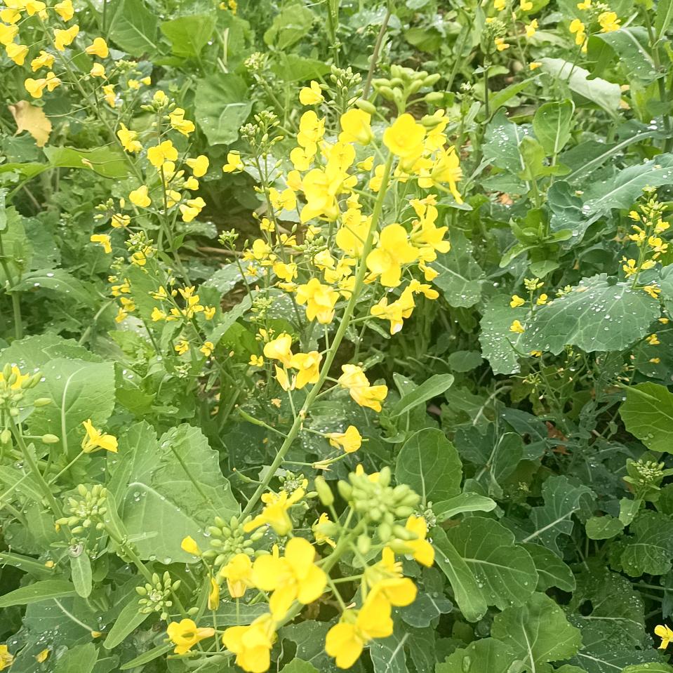 🌷  野花