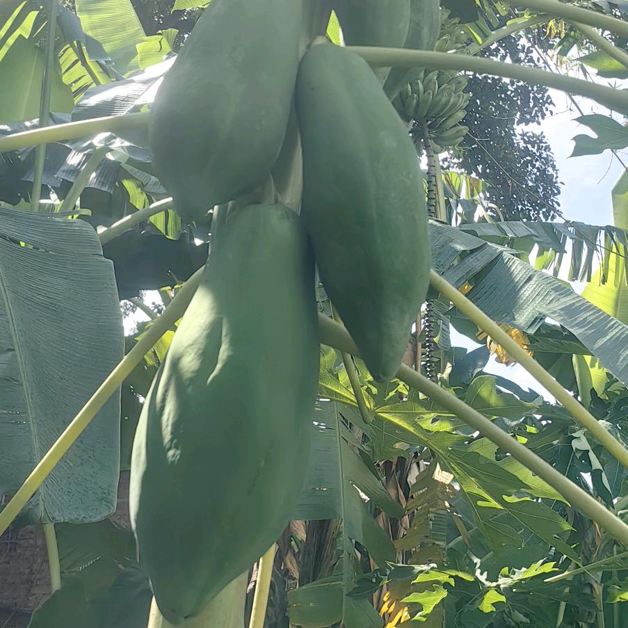 生鲜水果产地直发