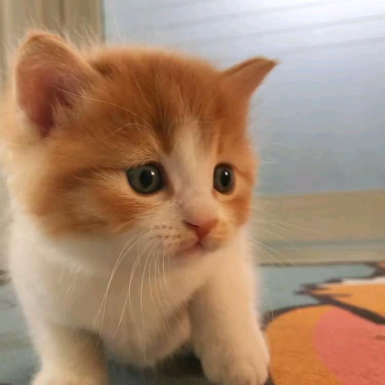 小梁不凉不热