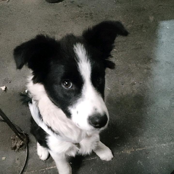 来福爱吃醋