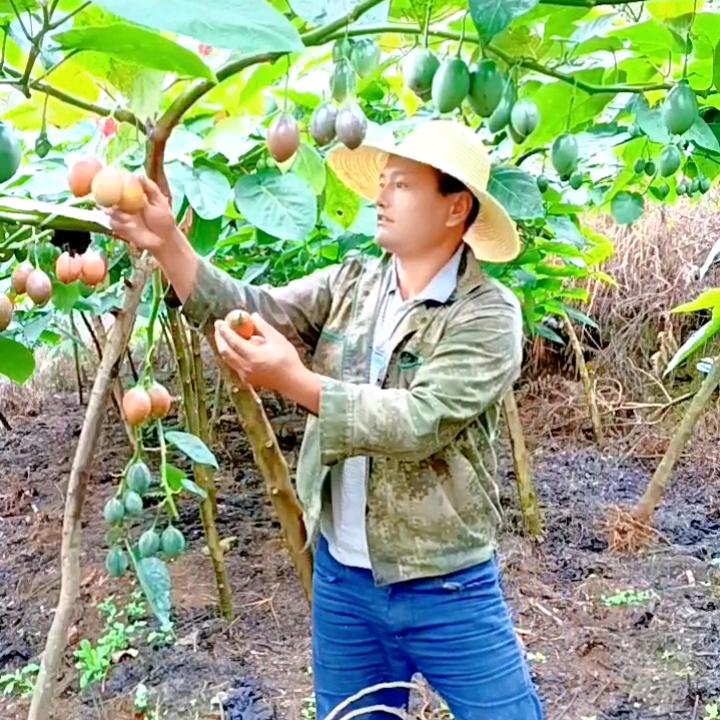 农村小周