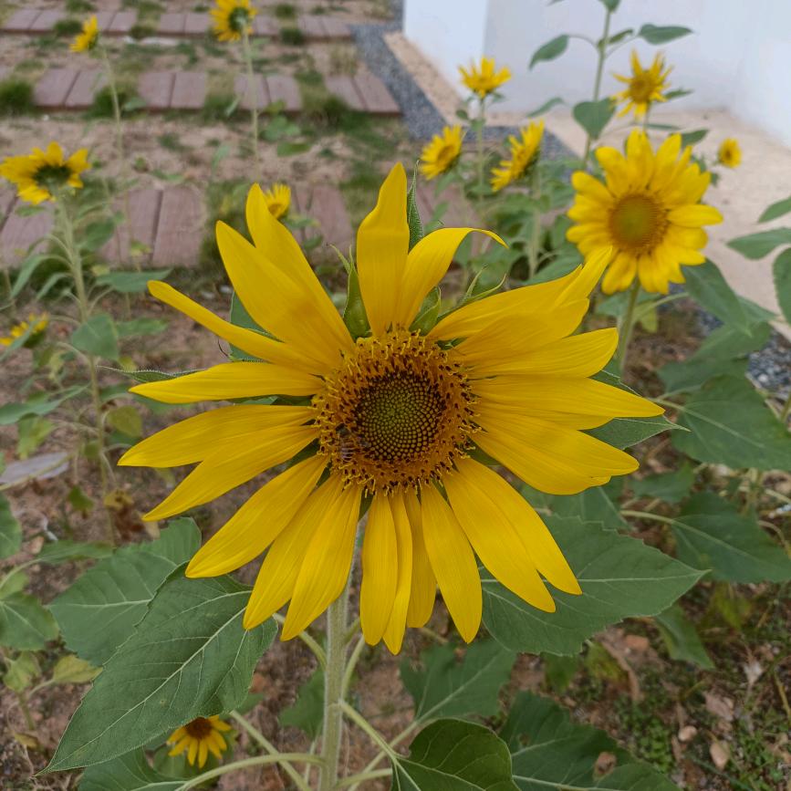 🍃向阳而生🍂