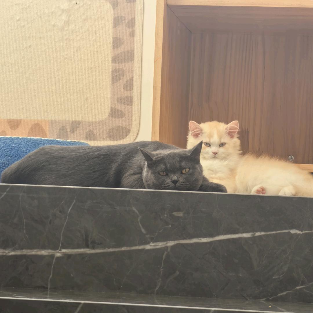 猛女丁丁与甜弟61