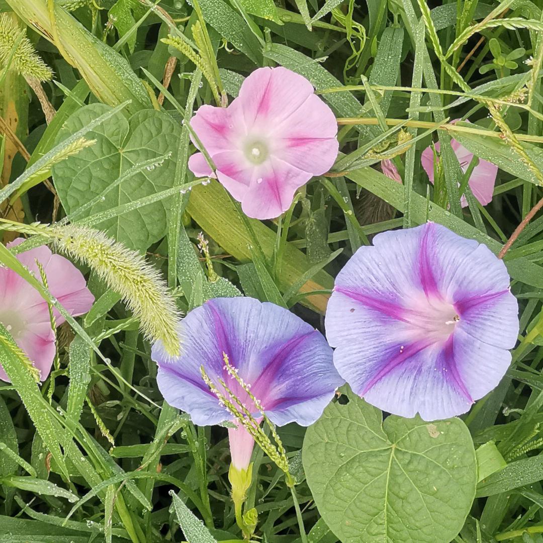 车用醇基燃料供应商